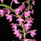 Aerides odorata South Pink cattail orchid