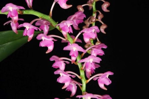 Aerides odorata South Pink cattail orchid