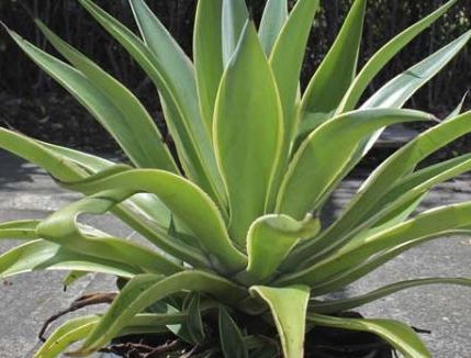 Agave desmettiana Smooth Agave