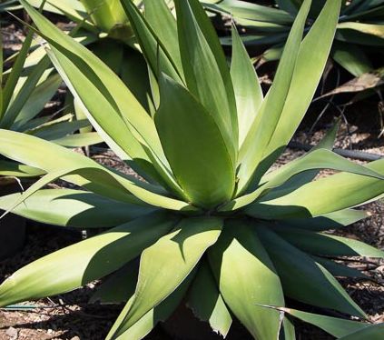 Agave ellemeetiana Ellemeet Agave