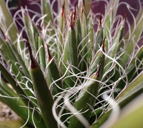 Agave filifera