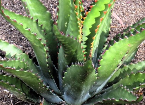 Agave gentryi Hardy Agave