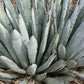 Agave macroacantha Black Spined