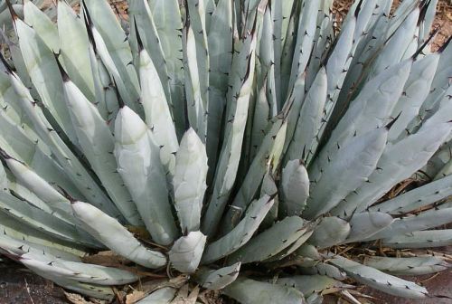 Agave macroacantha Black Spined