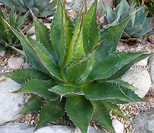 Agave montana Crystal Bowl