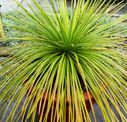 Agave ornithobroma