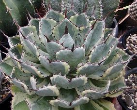 Agave potatorum Butterfly