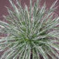 Agave schidigera White Stripe