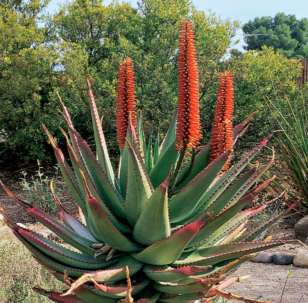 Aloe ferox