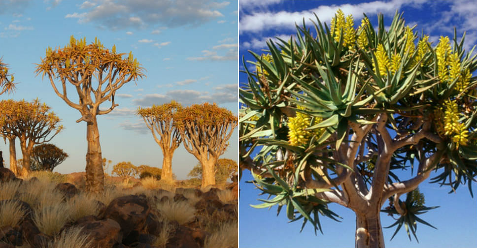 Aloe Dichotoma - Quiver Tree