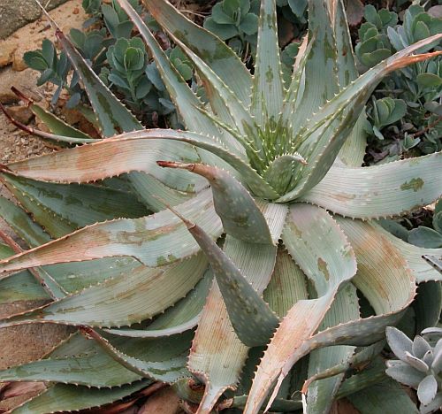 Aloe hereoensis