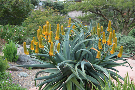 Aloe thraskii