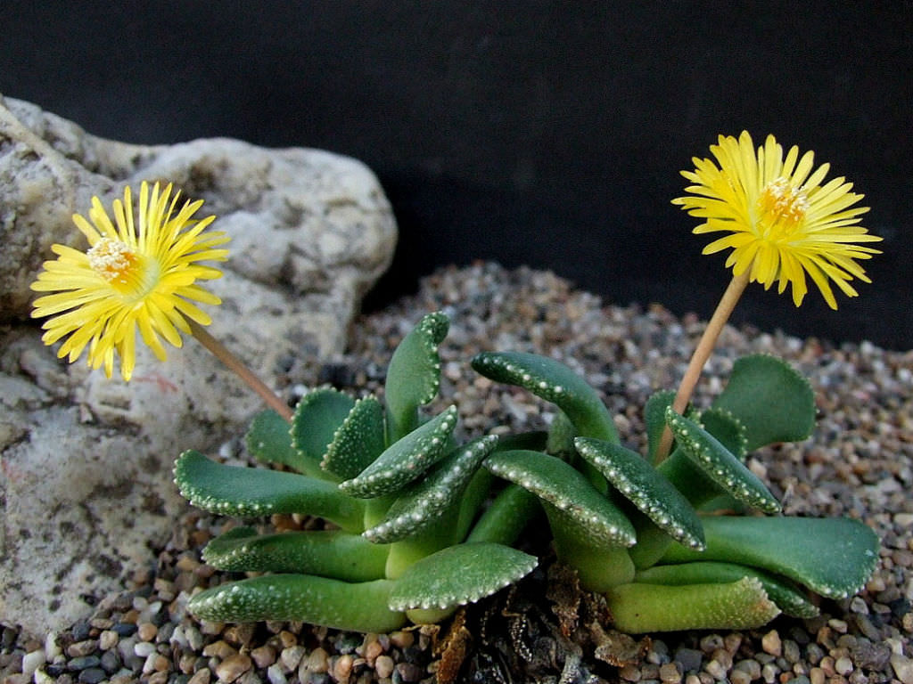 Aloinopsis malherbei