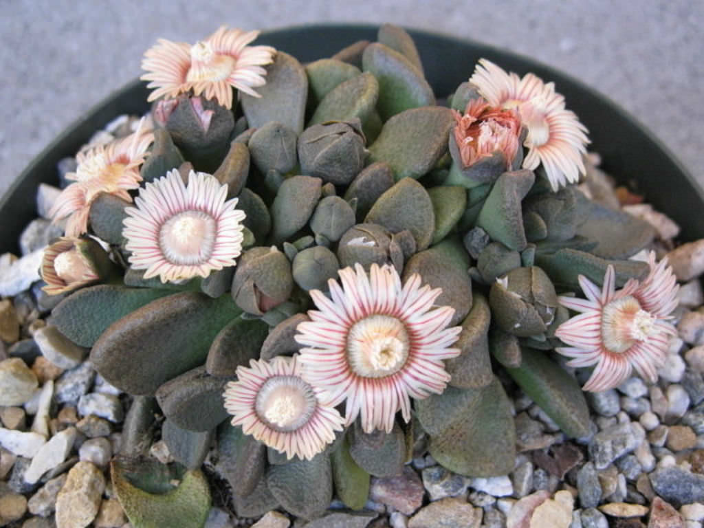 Aloinopsis rosulata