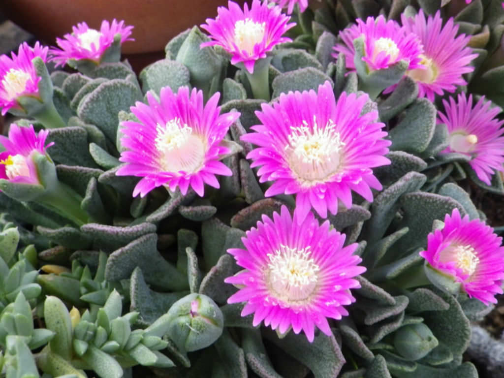 Aloinopsis spathulata