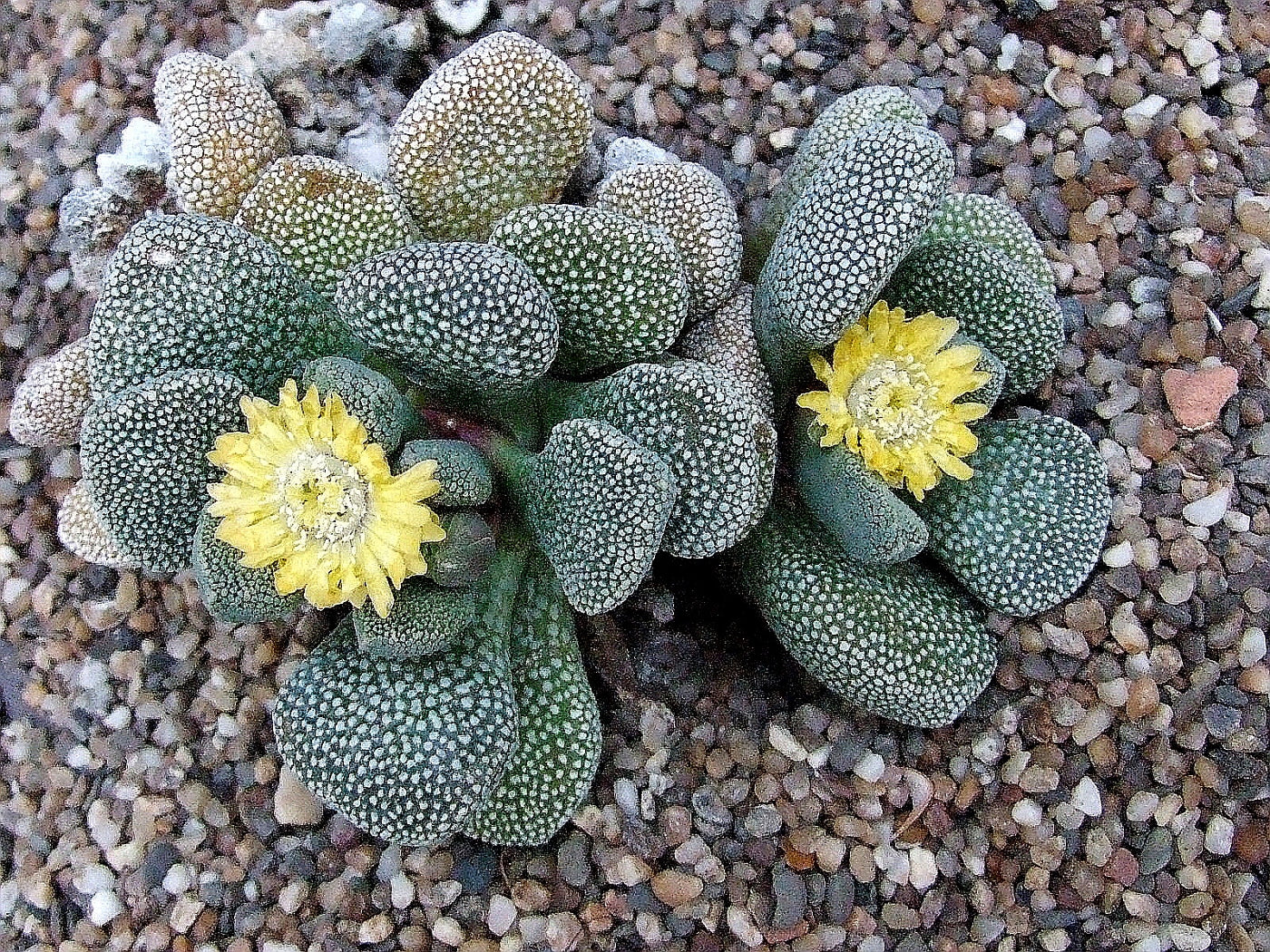 Aloinopsis villetii