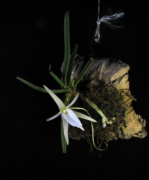 Angraecum peyrotii