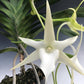 Angraecum Sesquipedale, Darwins orchid