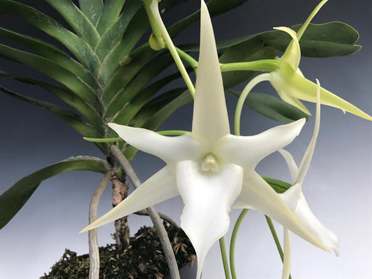 Angraecum Sesquipedale, Darwins orchid