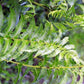 Anisogonium esculentum vegetable fern
