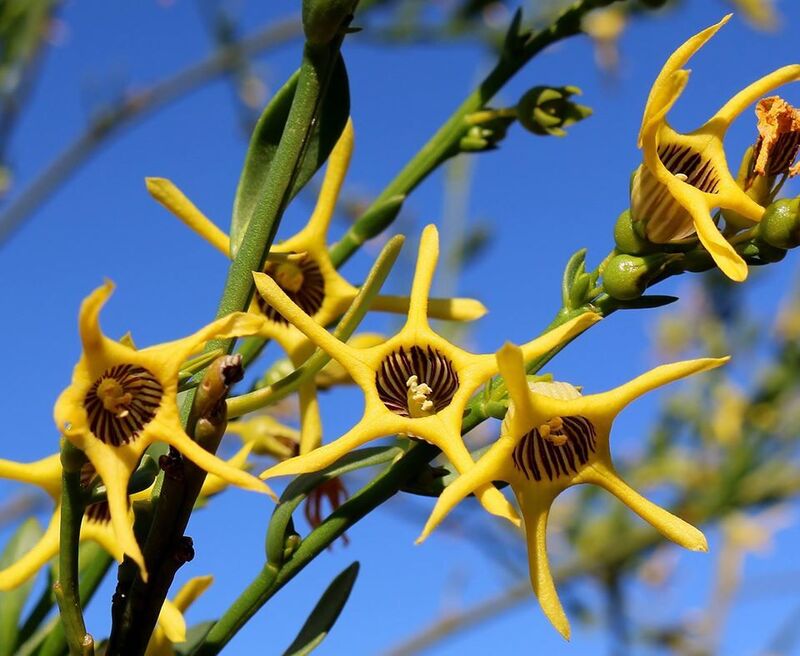 Anthocercis ilicifolia Tailflower