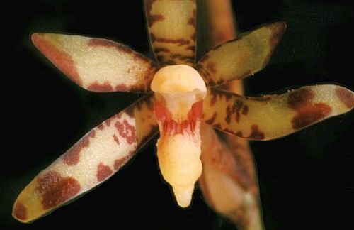 Arachnis labrosa orchid