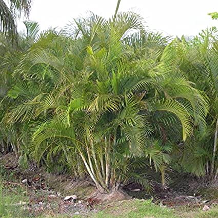 Areca palm