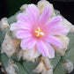 Ariocarpus lloydii Living Rock Cactus