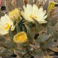Ariocarpus trigonus v. minimus Living rock cactus