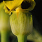 Arisaema flavum yellow cobra lily