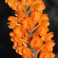 Ascocentrum miniatum orchid