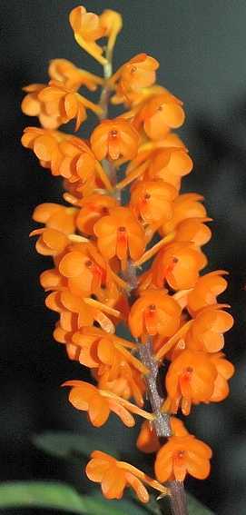 Ascocentrum miniatum orchid