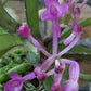 Ascocentrum pusillum orchid