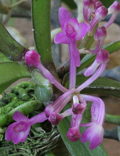 Ascocentrum pusillum orchid