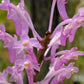 Ascocentrum rubescens orchid