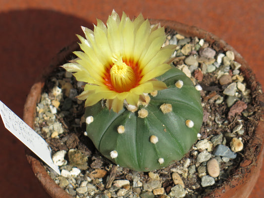 ASTROPHYTUM ASTERIAS NUDUM