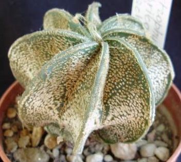 Astrophytum capricorne v. form stachellos Cactus