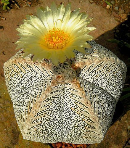 Astrophytum myriostigma cv. ONZUKA cactus