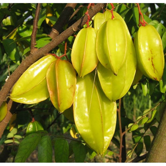 Averrhoa Carambola - Star Fruit