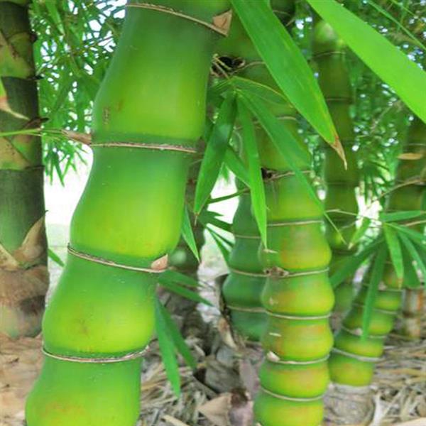 Bambusa ventricosa Buddauchauch bamboo