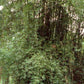 Bambusa lapidea