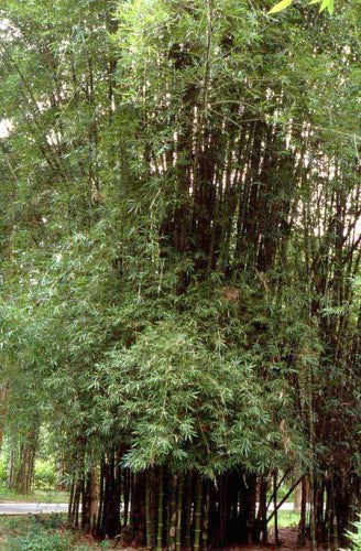 Bambusa lapidea
