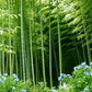 Bambusa bambos