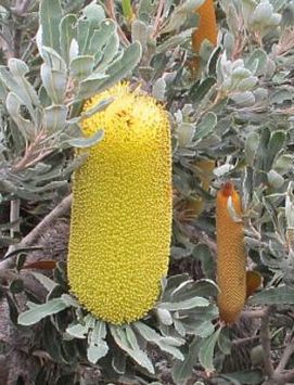 Banksia media dwarf