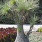 Beaucarnea gracilis caudex plant