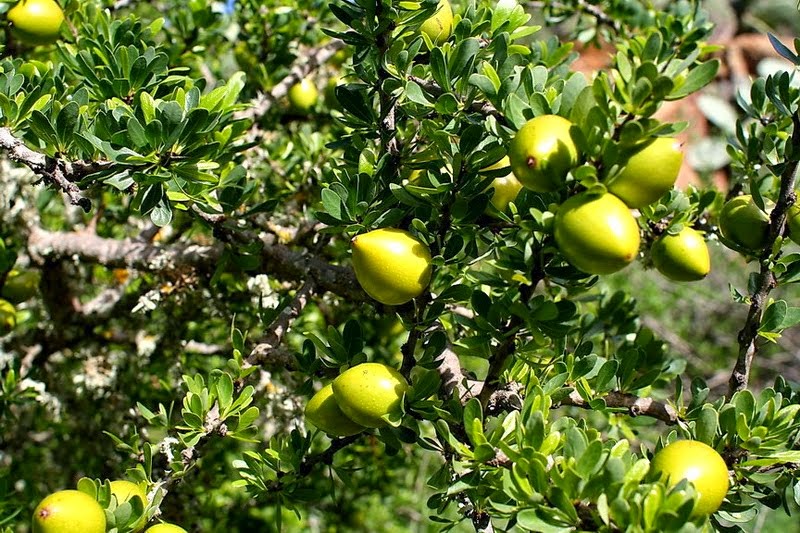 Argania spinosa Arganoel