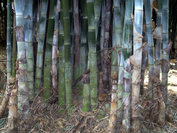 Bambusa polymorpha,