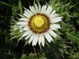 Berkheya Cirsiifolia