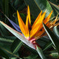 Strelitzia reginae Mandela's Gold - Bird of Paradise Flower