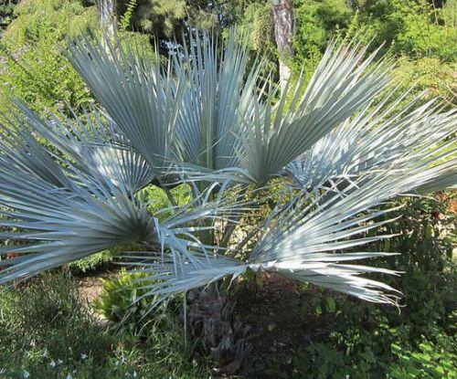Silver Rock Palm Brahea sp. Super Silver